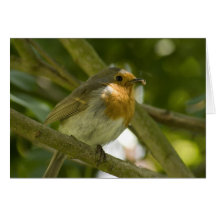 Petirrojo en la consumición del abranch felicitación