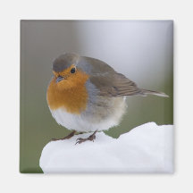 Petirrojo europeo en imán de la nieve
