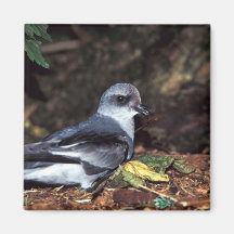 petrel de tormenta Bifurcación-atado, St Imán De Frigorifico