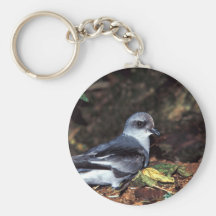 petrel de tormenta Bifurcación-atado, St Llavero