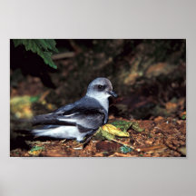 petrel de tormenta Bifurcación-atado, St Poster