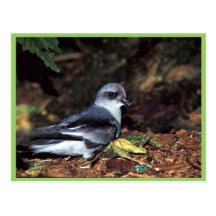 petrel de tormenta Bifurcación-atado, St Tarjetas Postales