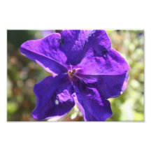 Petunia Arte Fotografico