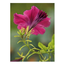 Petunia del deslumbramiento tarjetas postales