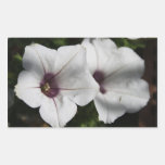 Petunia Pegatinas