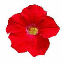 Petunia roja escultura fotografica