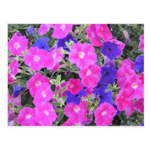 PETUNIAS BONITAS TARJETA POSTAL