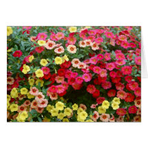 Petunias Felicitacion