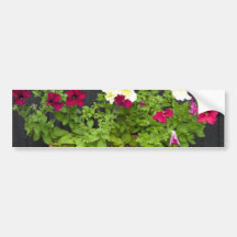 Petunias que cuelgan en el pote en la pared de mad pegatina de parachoque