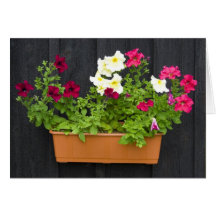 Petunias que cuelgan en el pote en la pared de mad felicitación