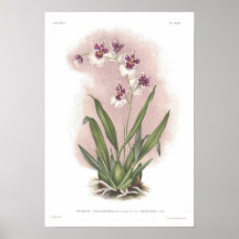 Phalaenopsis de Oncidium Posters