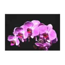 Phalaenopsis en arte rosado de la lona impresión en lona