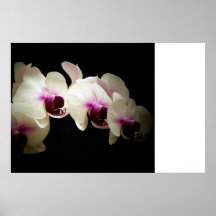 Phalenopsis Impresiones