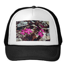 Phlox Gorras De Camionero