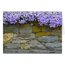 Phlox Notecard Tarjetas