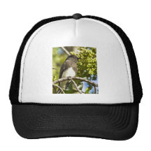 Phoebe negro gorro