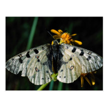 Phoebus parnassian con la flor amarilla postales