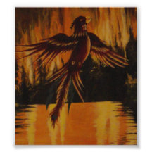Phoenix Fotografía