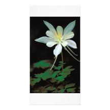 Photocard/montaña rocosa Columbine Tarjetas Fotográficas