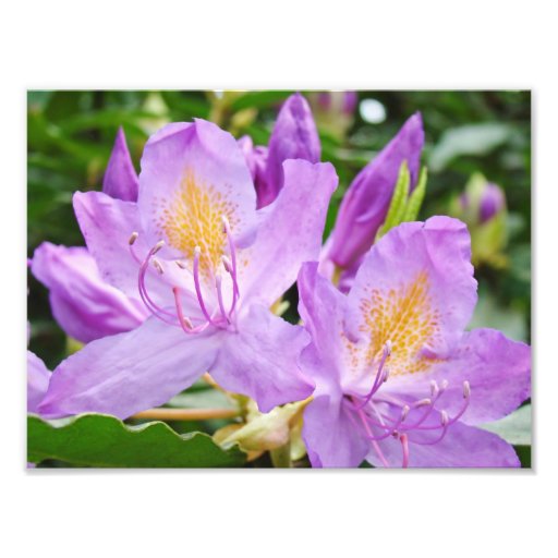 Photograhpy floral imprime los rododendros púrpura fotos