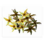 Physallises Tarjetas Postales