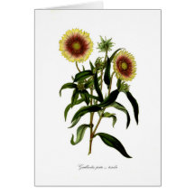 Picta var del Gaillardia tricolor Tarjeta