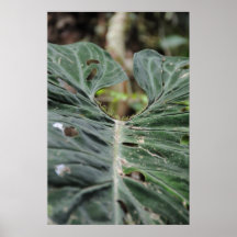 Piel de la lluvia poster