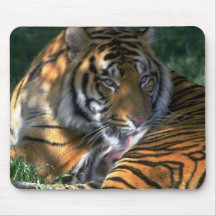 Piel que se lava del tigre vigilante tapete de ratón