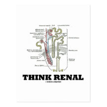 Piense renal (riñón Nephron) Postales