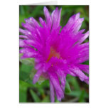 Pigface magenta felicitación