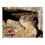 Pika en rocas tarjetas postales
