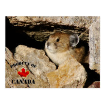 Pika en rocas tarjetas postales