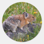 pika pegatinas redondas