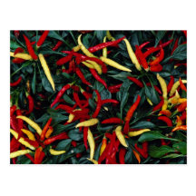Pimienta ornamental espectacularmente coloreada postales