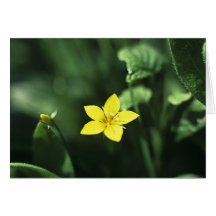 Pimpernel amarillo tarjeta