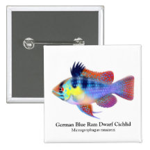 Pin azul alemán del Cichlid del enano del espolón