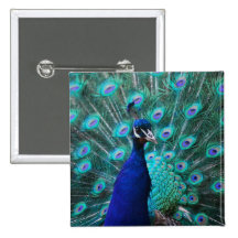 Pin bonito del pavo real