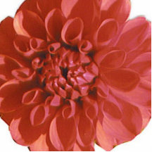 Pin de ruborización de la flor escultura fotográfica
