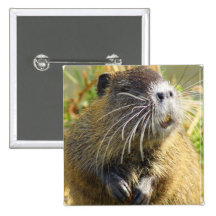 Pin del cuadrado de la foto del castor
