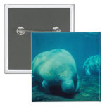Pin del cuadrado de la foto del Manatee
