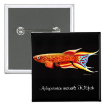 Pin del Killifish del australe de Aphyosemion