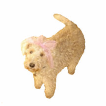Pin Lakeland Terrier lindo Escultura Fotográfica