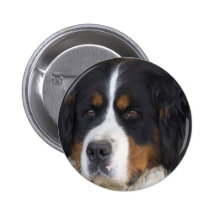 Pin redondo de Berner Sennenhund