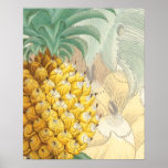 Piña con la ampliación poster