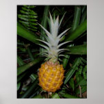 Piña hawaiana poster