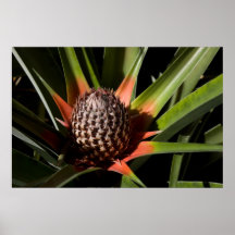 Piña joven poster