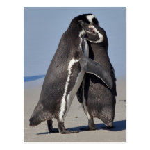 Pingo abraza la postal