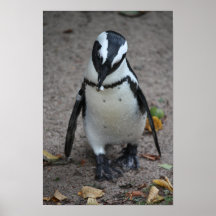 Pinguin Posters