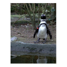 Pingüino africano postal