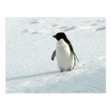 Pingüino de Adelie Postal